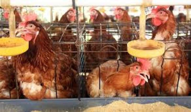 اهمیت کنترل دما برای مرغداران تخم‌گذار