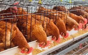 اهمیت کنترل دما برای مرغداران تخم‌گذار