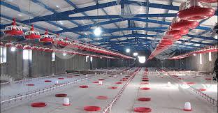 همه آنچه درباره تجهیزات مرغداری باید بدانید - بخش دوم