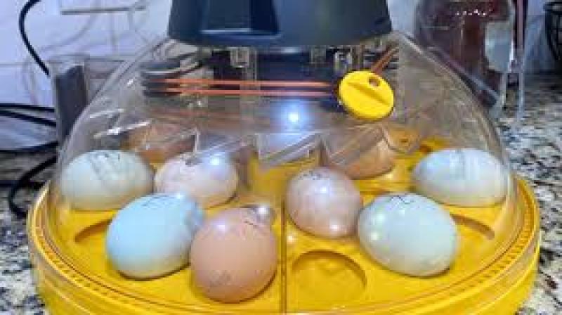 انواع دستگاه جوجه کشی