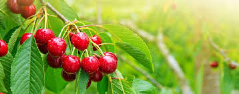 نهال آلبالو مجاری