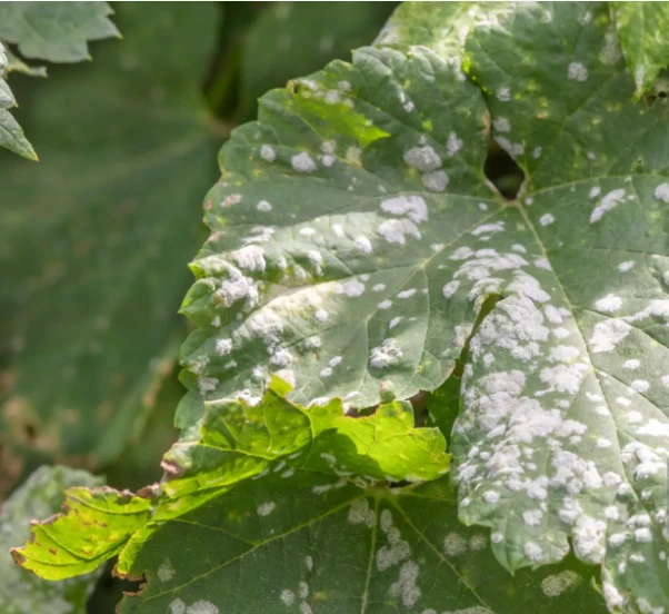 بررسی بیماری سفیدک پودری انگور (سیاه بور)