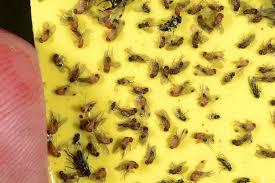 خرید و قیمت کارت زرد جذب کننده حشرات