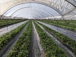 نایلون کشاورزی؛ خرید نایلون کشاورزی (پلاستیک کشاورزی) با بهترین قیمت