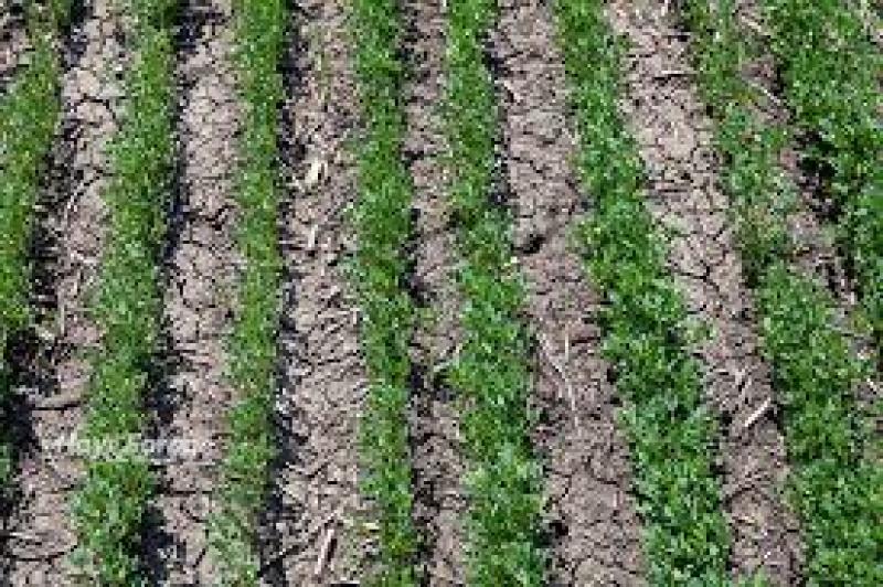 کاشت یونجه و استراتژی‌های مدیریتی