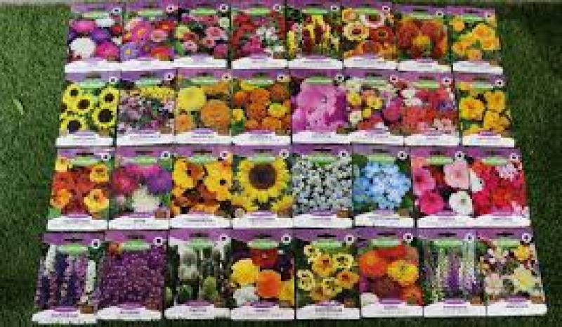 بذر گل چیست و بهترین بذر کدام است ؟