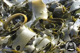 کود جلبک دریایی