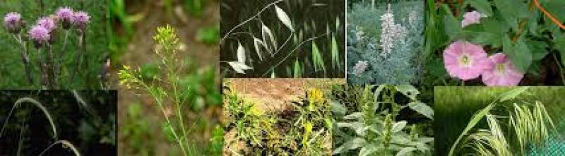 روش های کاربردی مبارزه با علف های هرز