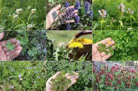 روش های کاربردی مبارزه با علف های هرز