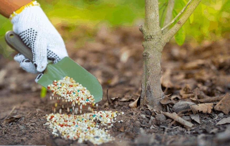 مقدار، زمان و نحوه مصرف هیومیک اسید برای هر درخت، زراعت و گلخانه