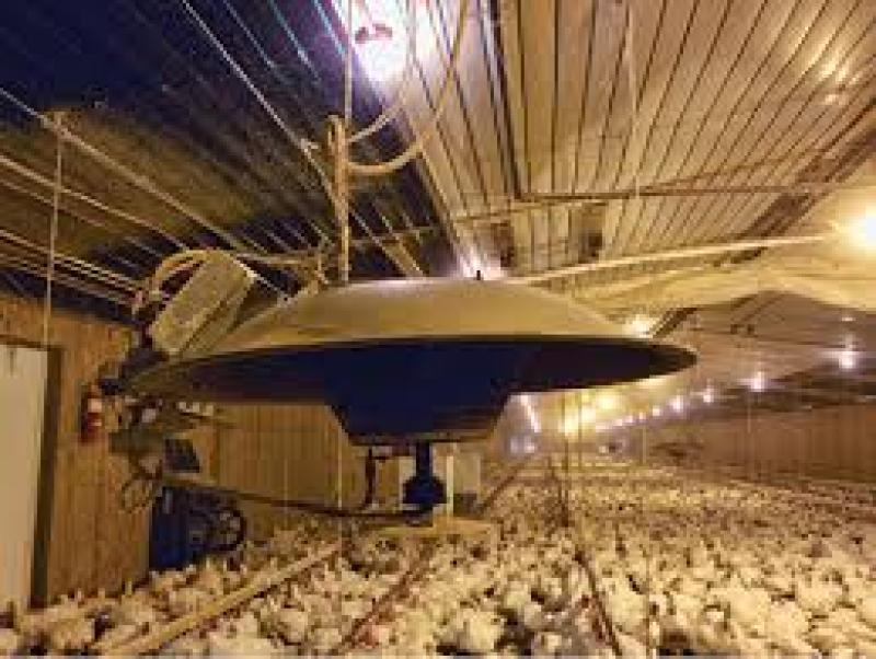 هیترهای تابشی و مزایای استفاده از آنها در مرغداری