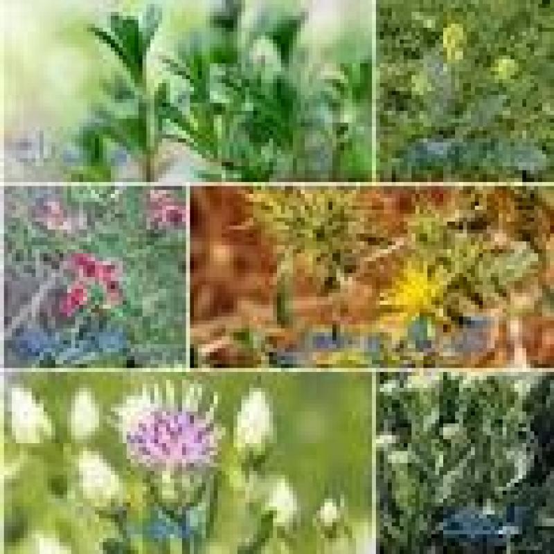 بهترین سم علف کش پهن برگ گندم