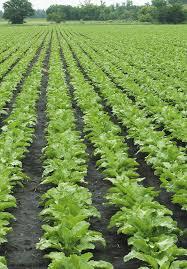 کشت انتظار چغندرقند ، راهکاری جدید برای دستیابی به عملکرد مطلوب