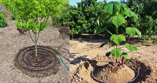 نکات بسیار ضروری که درباره کاشت نهال باید بدانید