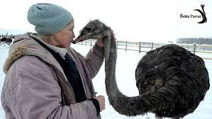 ارتباط انسان و شترمرغ