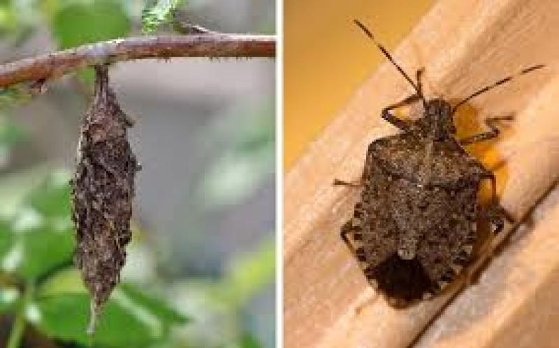 زمستان‌گذرانی آفات و اهمیت مبارزه با آن‌ها در این زمان - شرکت بهین رویش سبزآرتا