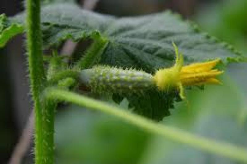 بذر خیار فضای باز