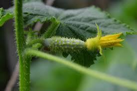 بذر خیار فضای باز