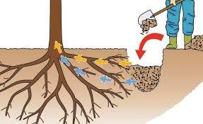 چالکود چیست (  باغ های با تراکم کم‏ )