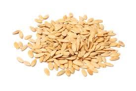 بهترین بذر خیار بهترین بذر خیار