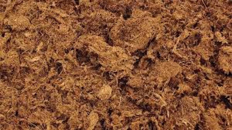 اطلاعاتی درباره خاک پیت ماس که شاید ندانید