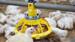 دانخوری مرغداری و انواع دانخوری ها ..