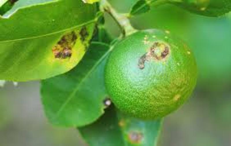 بیماریهای مرکبات را بهتر بشناسیم