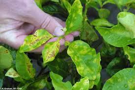 بیماریهای مرکبات را بهتر بشناسیم