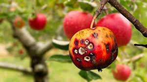 آشنایی با بیماری غربالی درختان میوه