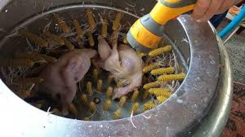 دستگاه پرکن مرغ