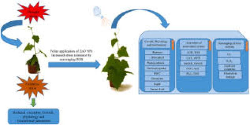 اکسید روی یا زینک اکساید چیست؟ کاربردها و عوارض اکسید روی