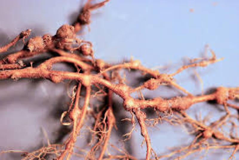 نماتد پسته و راهکارهای موثر مقابله و درمان