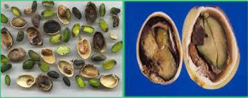 نماتد پسته و راهکارهای موثر مقابله و درمان