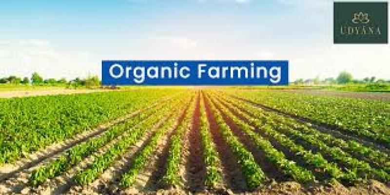 کشاورزی ارگانیک چیست ؟