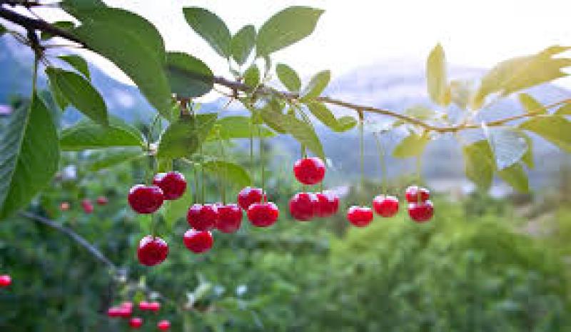 نهال آلبالو  مجاری زود رس