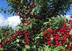 نهال آلبالو  مجاری زود رس