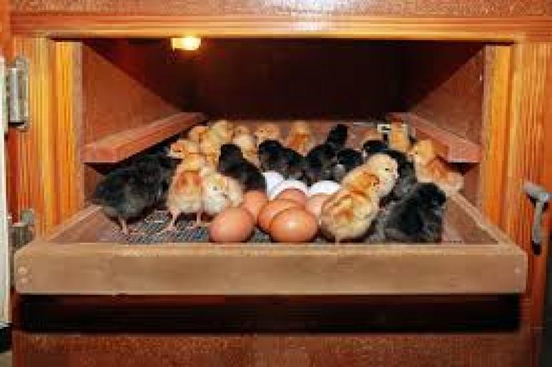 دستگاه جوجه کشی اسکندری