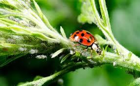 اصول کنترل آفات محصولات زراعی و باغی