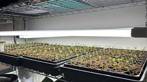 انواع  سینی نشا