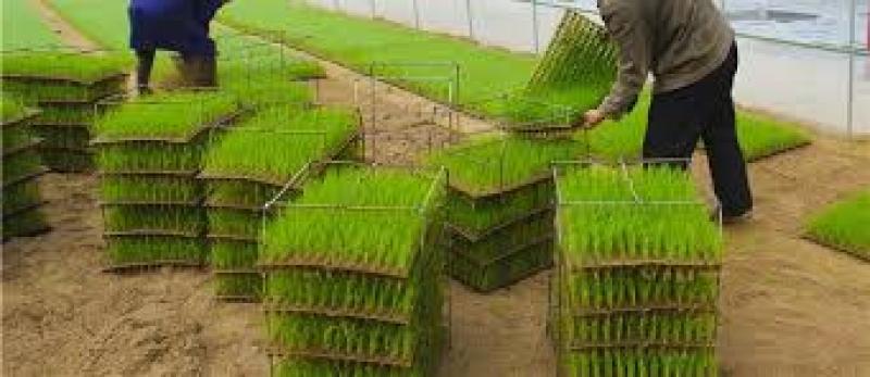 سینی نشا برنج