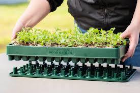 سینی نشا برنج