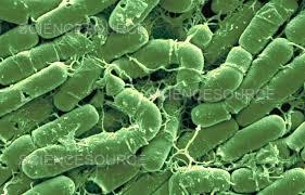 پروتئین های حشره کش B.t و نحوه عملکرد آنها