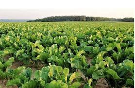 فناوری کشت چغندر قند