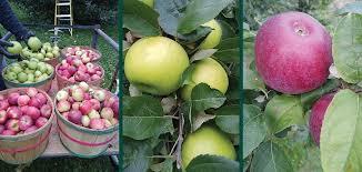 بهترین سم برای درختان میوه بهترین سم برای درختان میوه