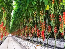 راهنمای کشت گوجه فرنگی در گلخانه