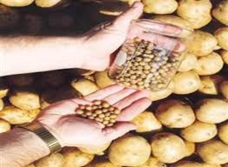 بذر سیب زمینی ( آماده سازی کشت )