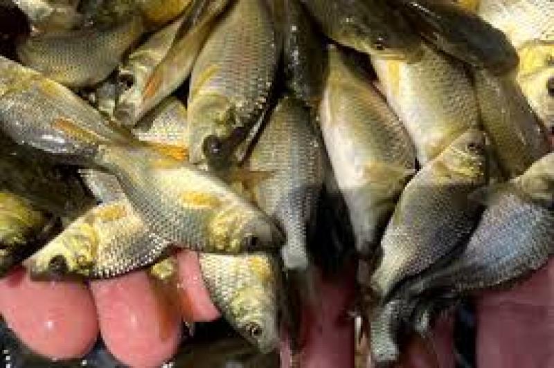 بچه ماهی کپور پرورشی