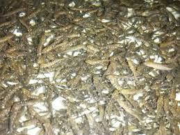 بچه ماهی کپور پرورشی