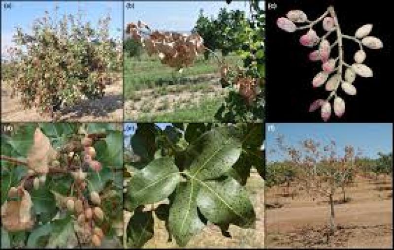 نماتد پسته علائم، پیشگیری و درمان