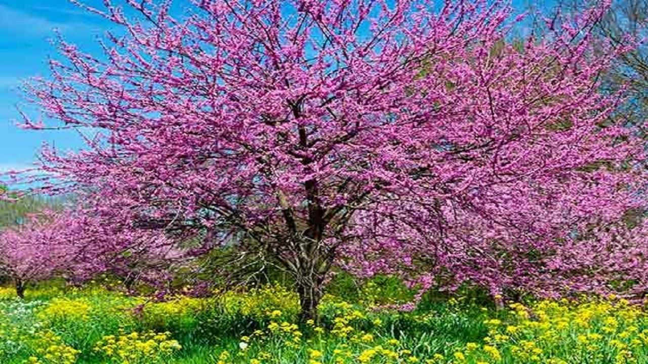 کود جلوگیری از ریزش گل و میوه در درختان